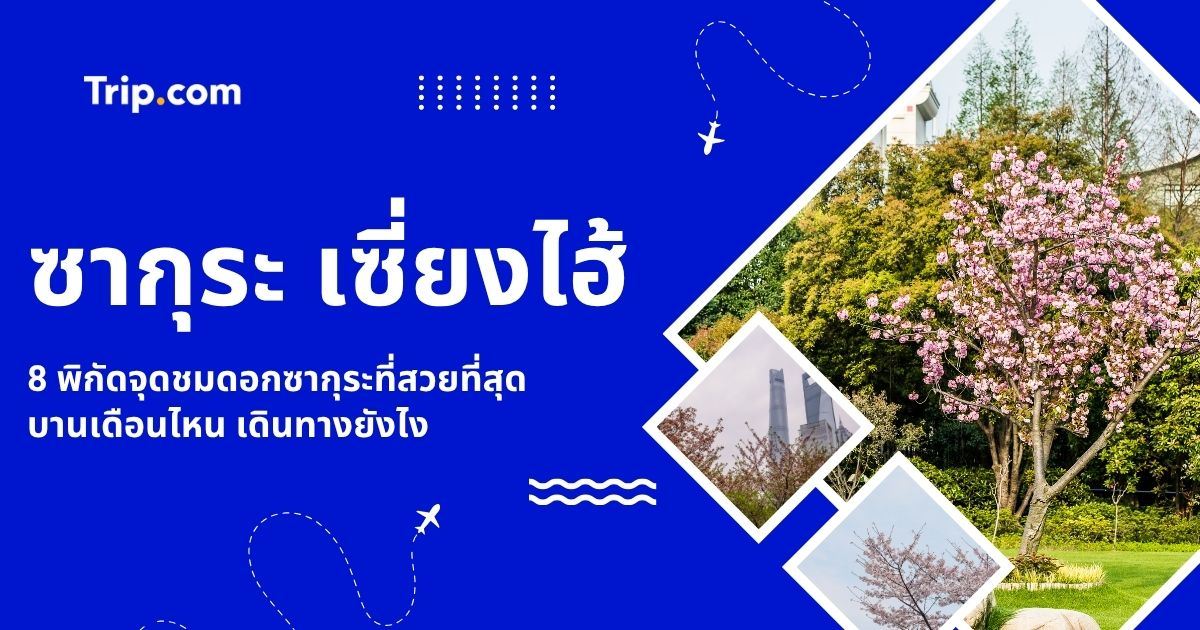 ซากุระ เซี่ยงไฮ้ 2569: รวมพิกัดจุดชมดอกซากุระที่สวยที่สุด พร้อมช่วงที่ดีที่สุด