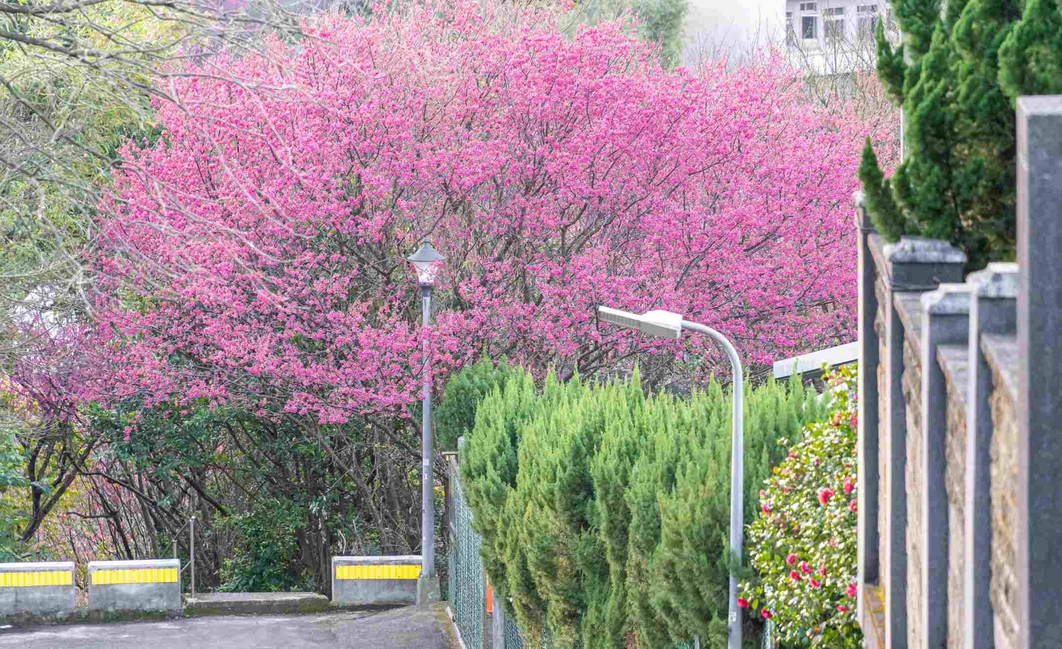 台北櫻花 | 路邊櫻花 1