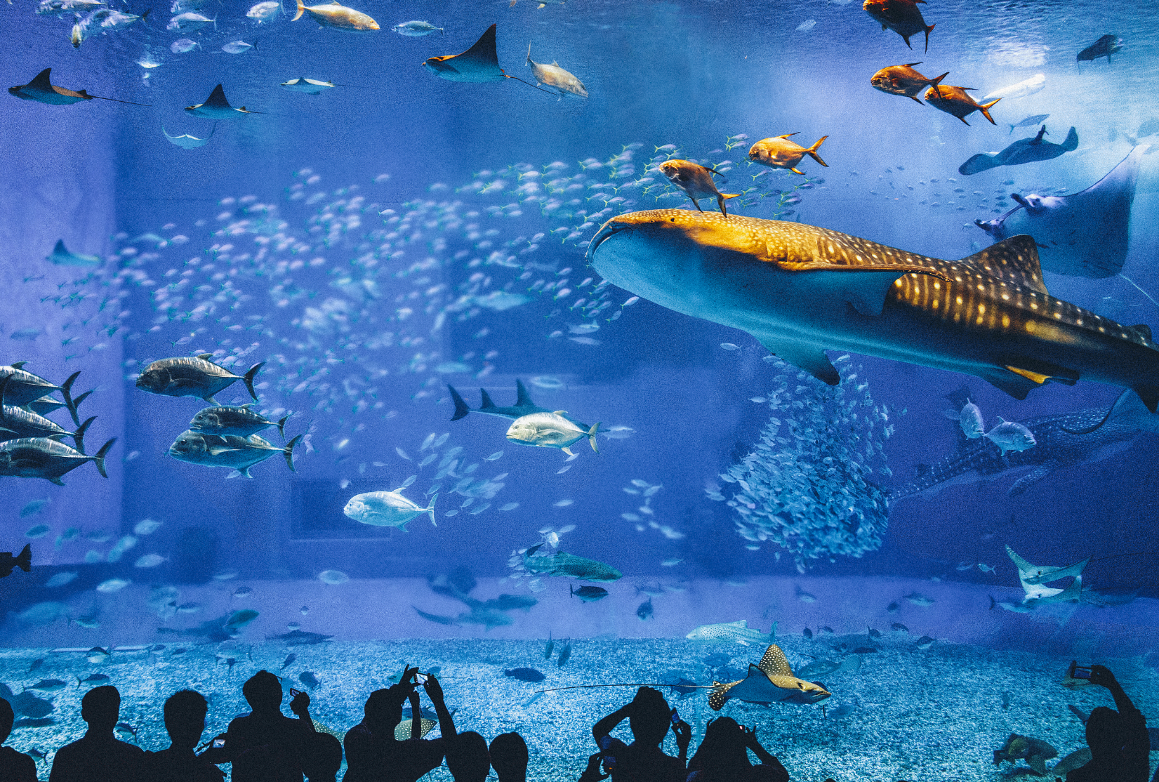 沖繩景點|沖繩美麗海水族館