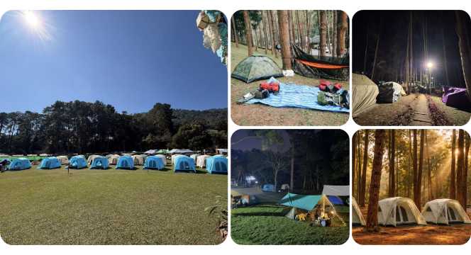 ลานกางเต็นท์ดงสน - ลานกางเต็นท์ดอยอินทนนท์