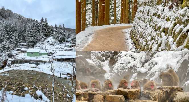 Jigokudani Monkey Park - ที่เที่ยวญี่ปุ่นหน้าหนาว
