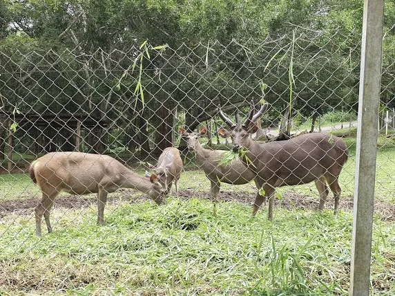 สวนสัตว์เปิดเขาค้อ