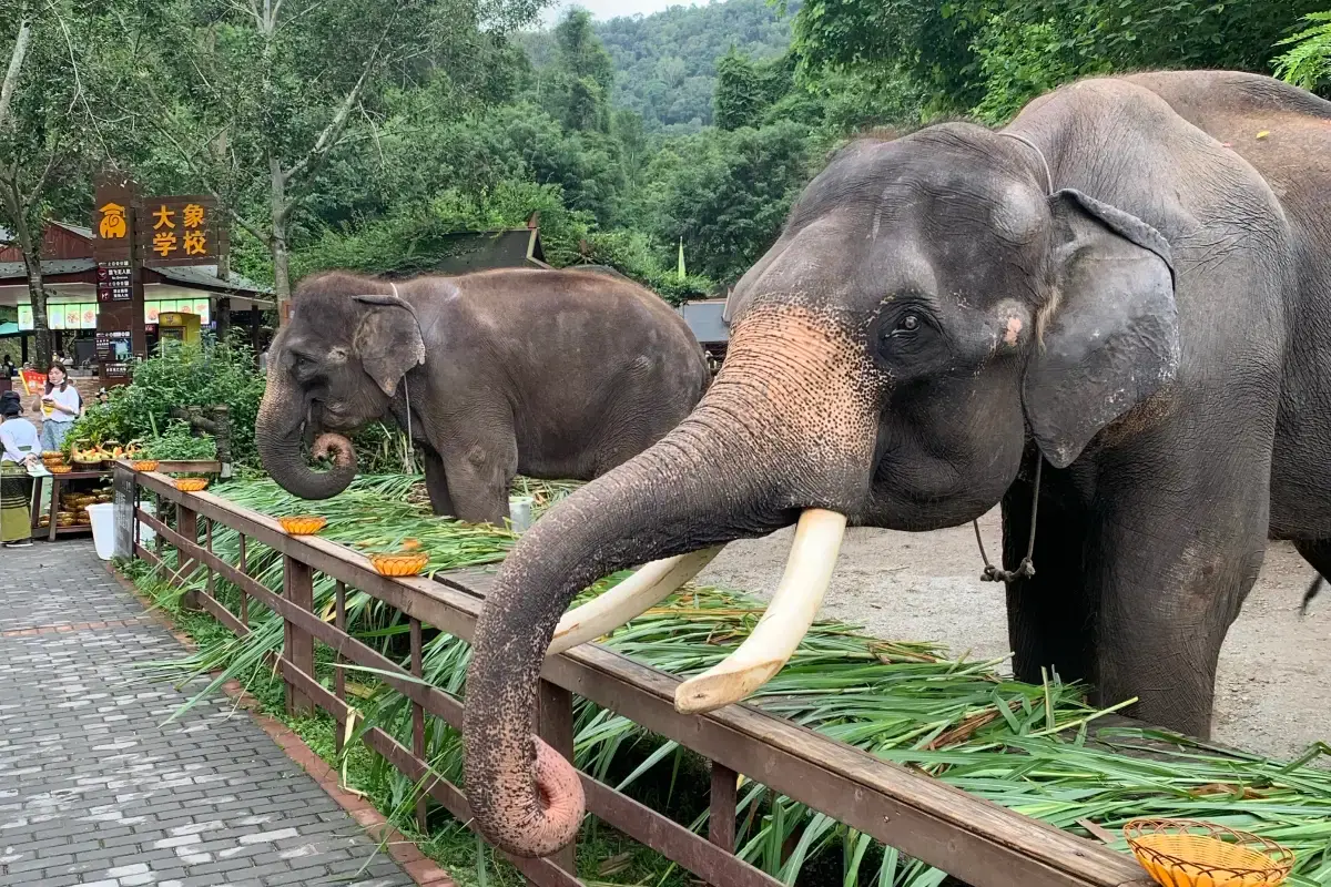 หุบเขาช้างป่า