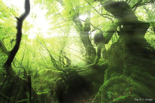 屋久島旅遊貼士