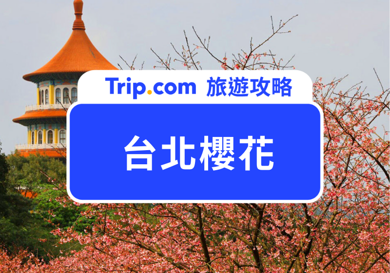 台北櫻花 | 主圖