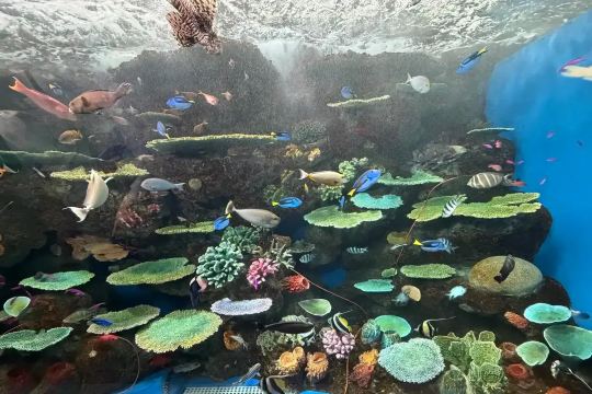 Colorful tropical fish and coral reef in an aquarium