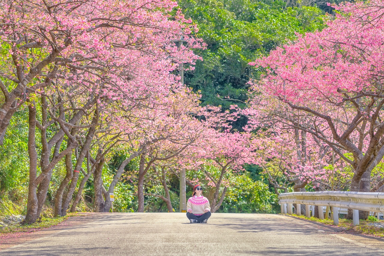 沖繩賞櫻景點 #1 八重岳櫻之森公園