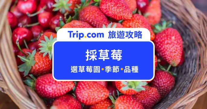 採草莓季來了～全台 15+ 間夢幻草莓園好拍又好玩，挑草莓小撇步不藏私公開！ | Trip.com