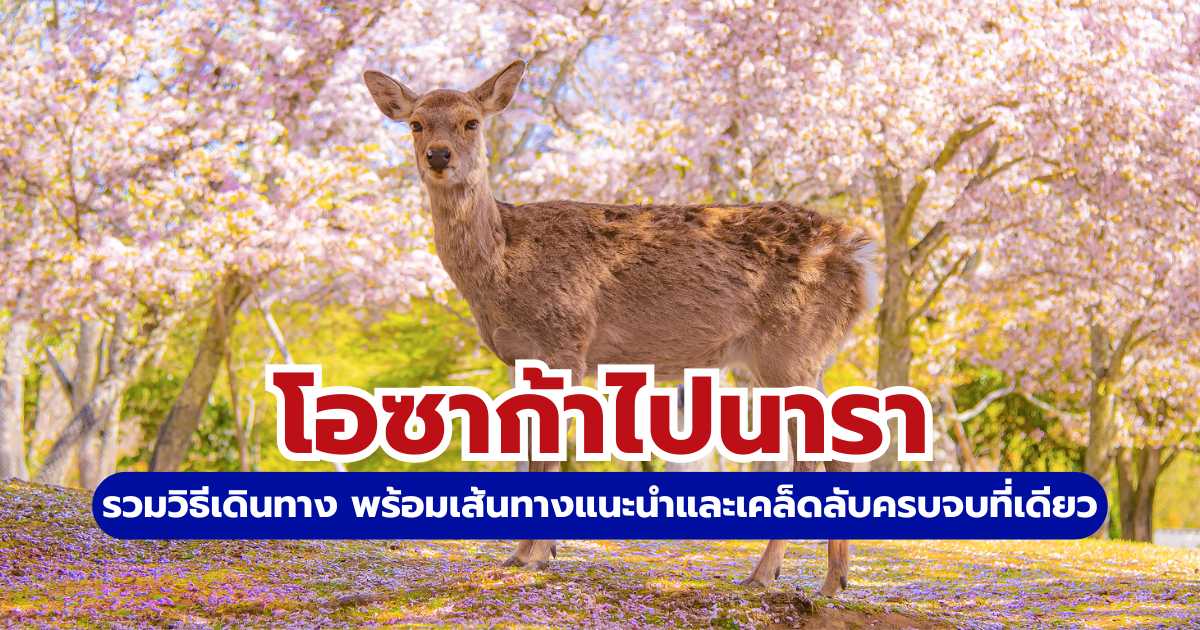 วิธีเดินทางจากโอซาก้าไปนารา 2569: สรุปรถไฟ รถบัส และที่เที่ยวห้ามพลาด | Trip.com