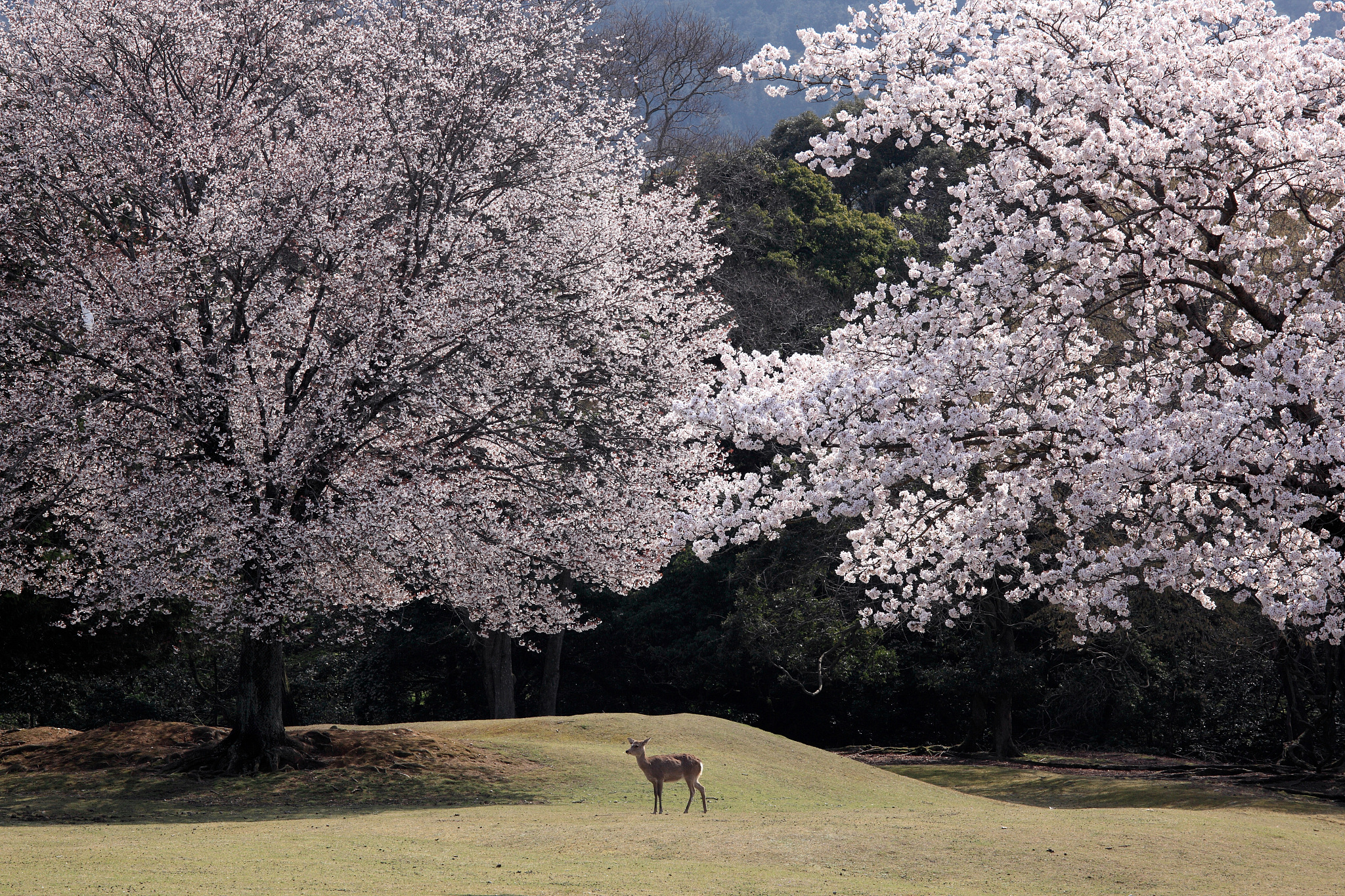 關西賞櫻景點 #2 奈良公園|奈良