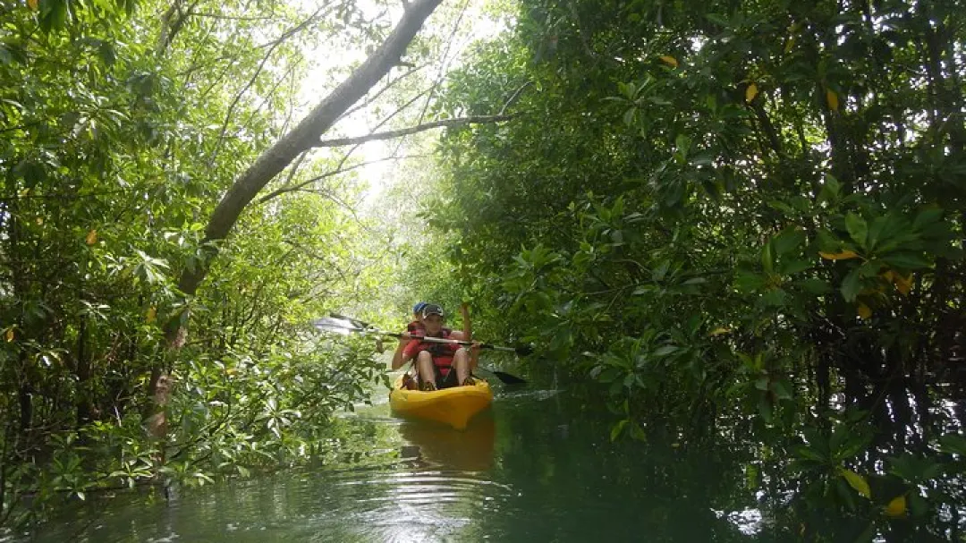 Kayak among the mangroves