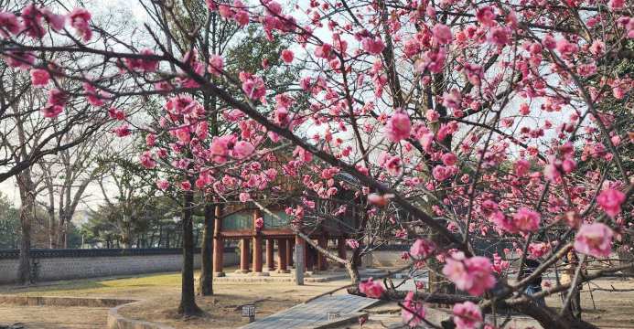 전주 벚꽃 명소, 한옥마을