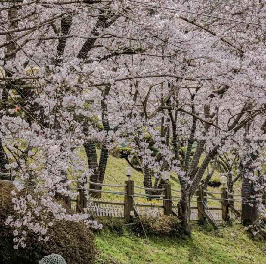 광주 벚꽃 명소