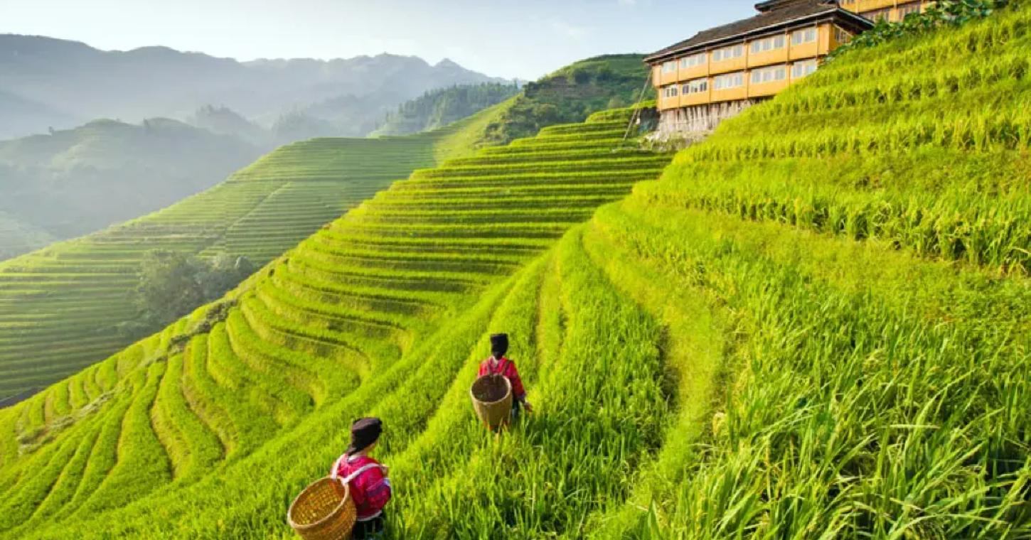 桂林金坑梯田