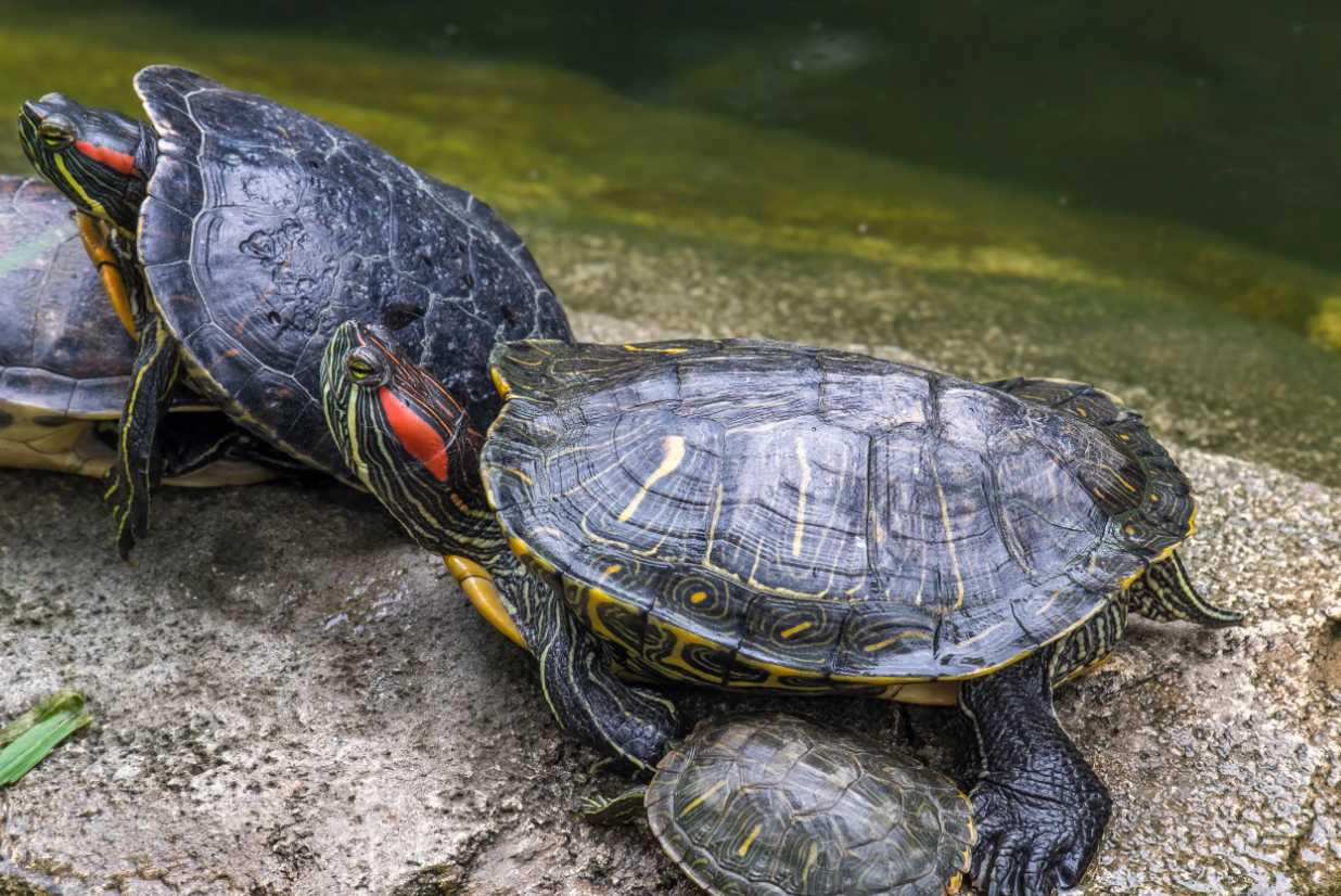 พาลูกเที่ยวฮ่องกง