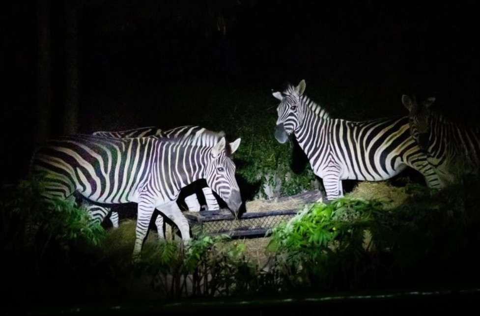 Night Safari - สวนสัตว์เปิดเขาเขียว