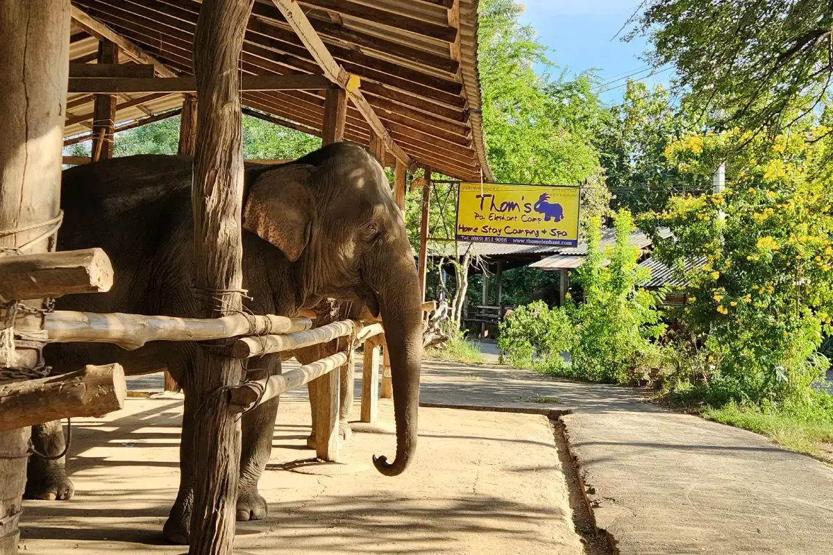 Thom’s Pai Elephant Camp