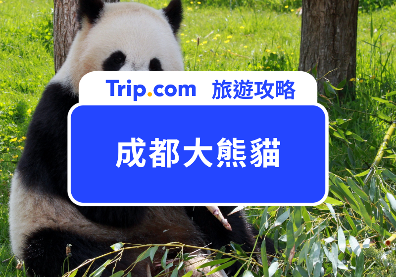 成都大熊貓