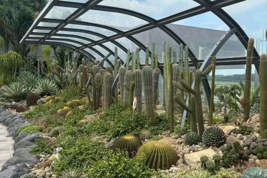Cacti and succulents growing in the glass-enclosed cactus garden at Changi Airport