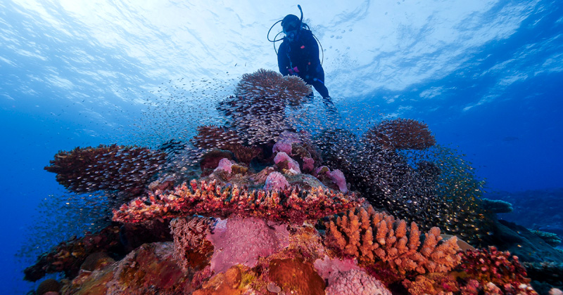 Diving in luconia coast