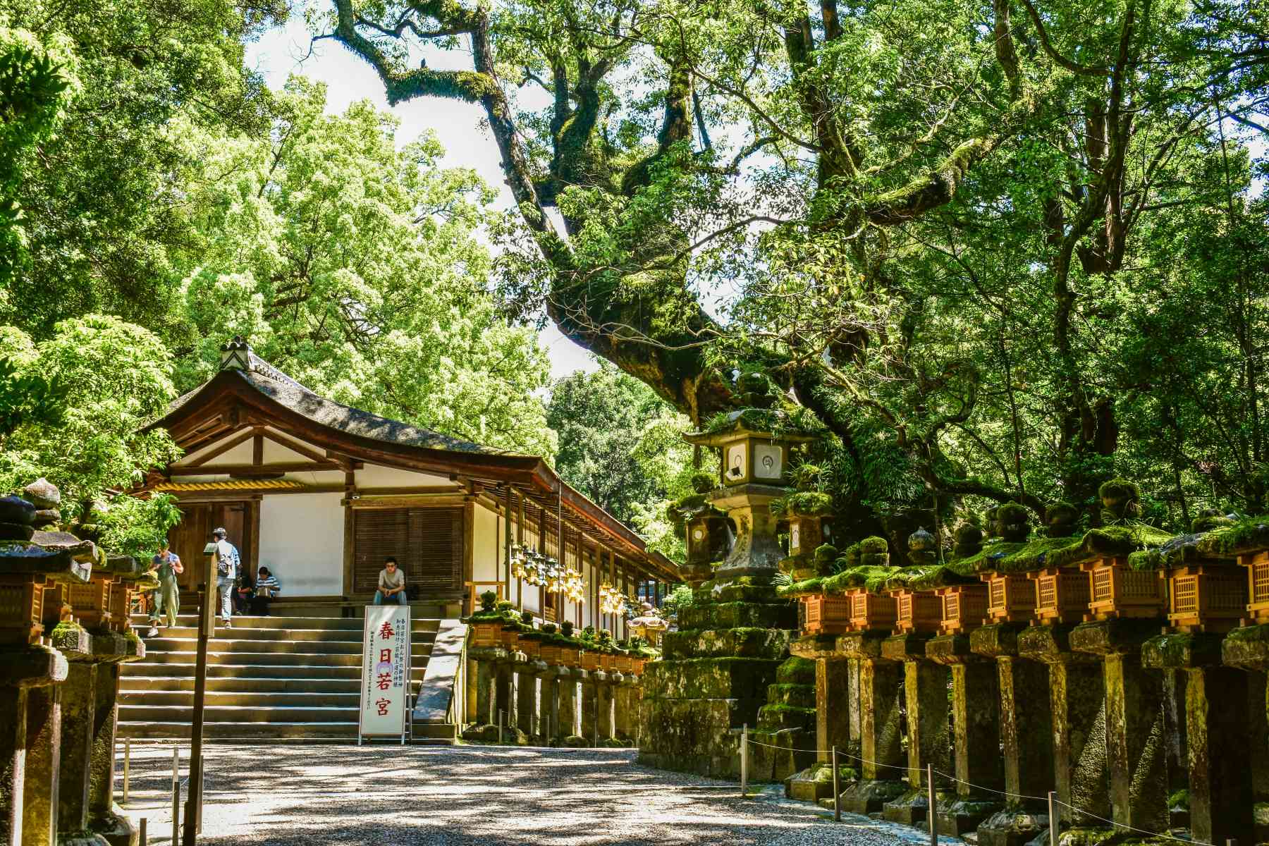 나라 당일치기 코스 추천! 오사카에서 떠나는 나라 하루 여행| 트립닷컴