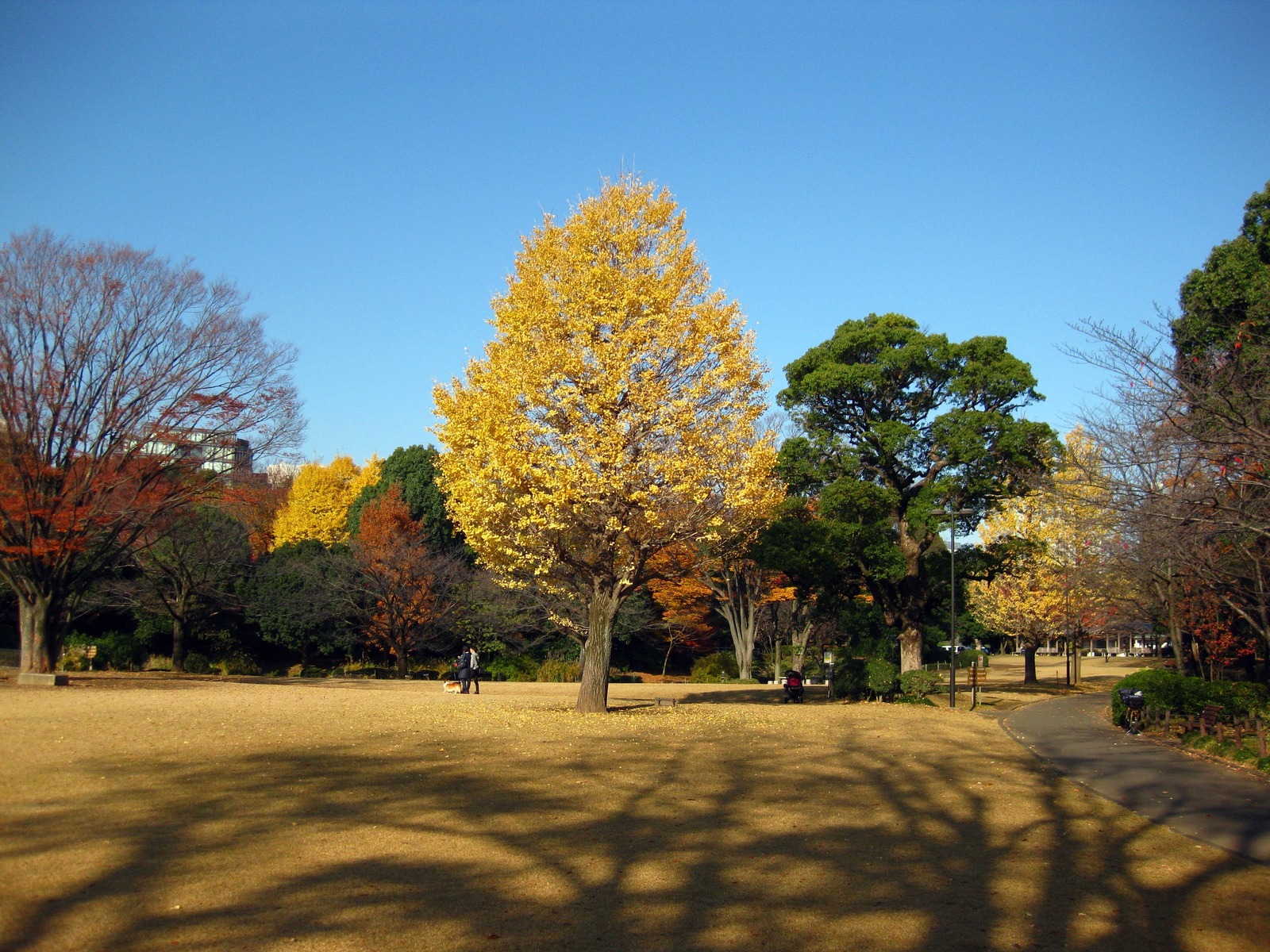東京銀杏, 東京銀杏好去處, 北之丸公園