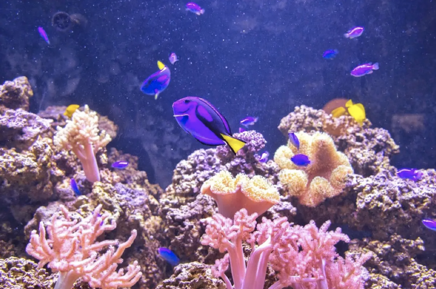 澎湖水族館必看