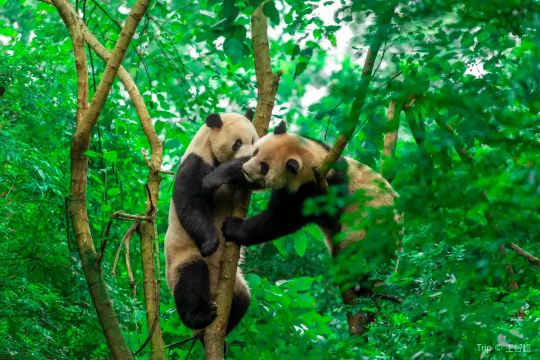 Where to See Pandas in Chengdu and Sichuan