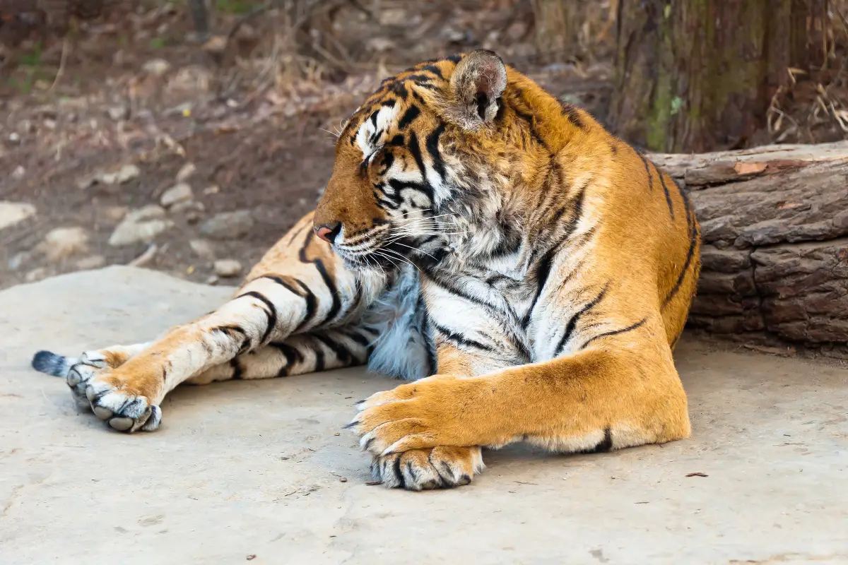 首爾大公園動物園