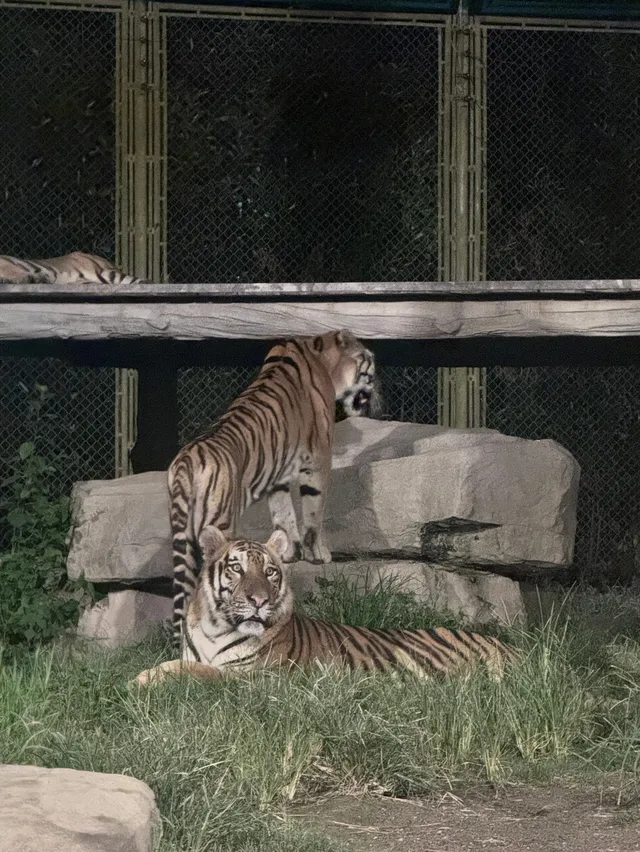 上海野生動物園