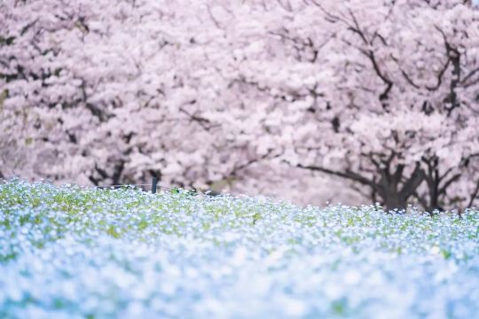 후쿠오카 벚꽃 명소 