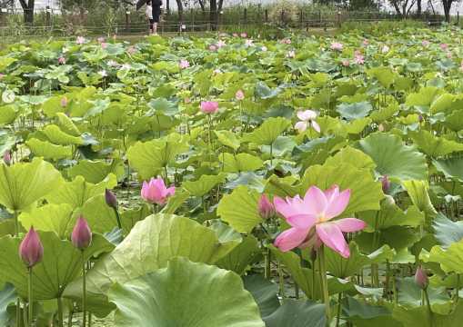 국내 7월 축제 연꽃
