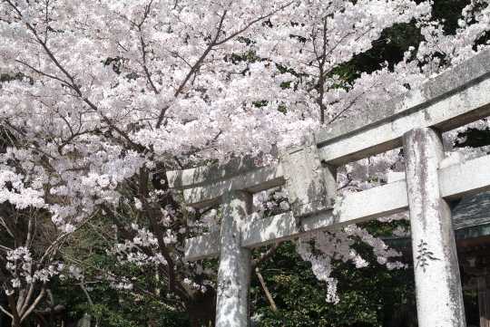 후쿠오카 벚꽃 만개 