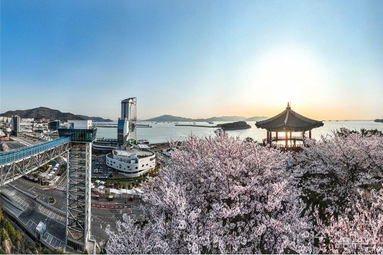 여수 벚꽃 여행