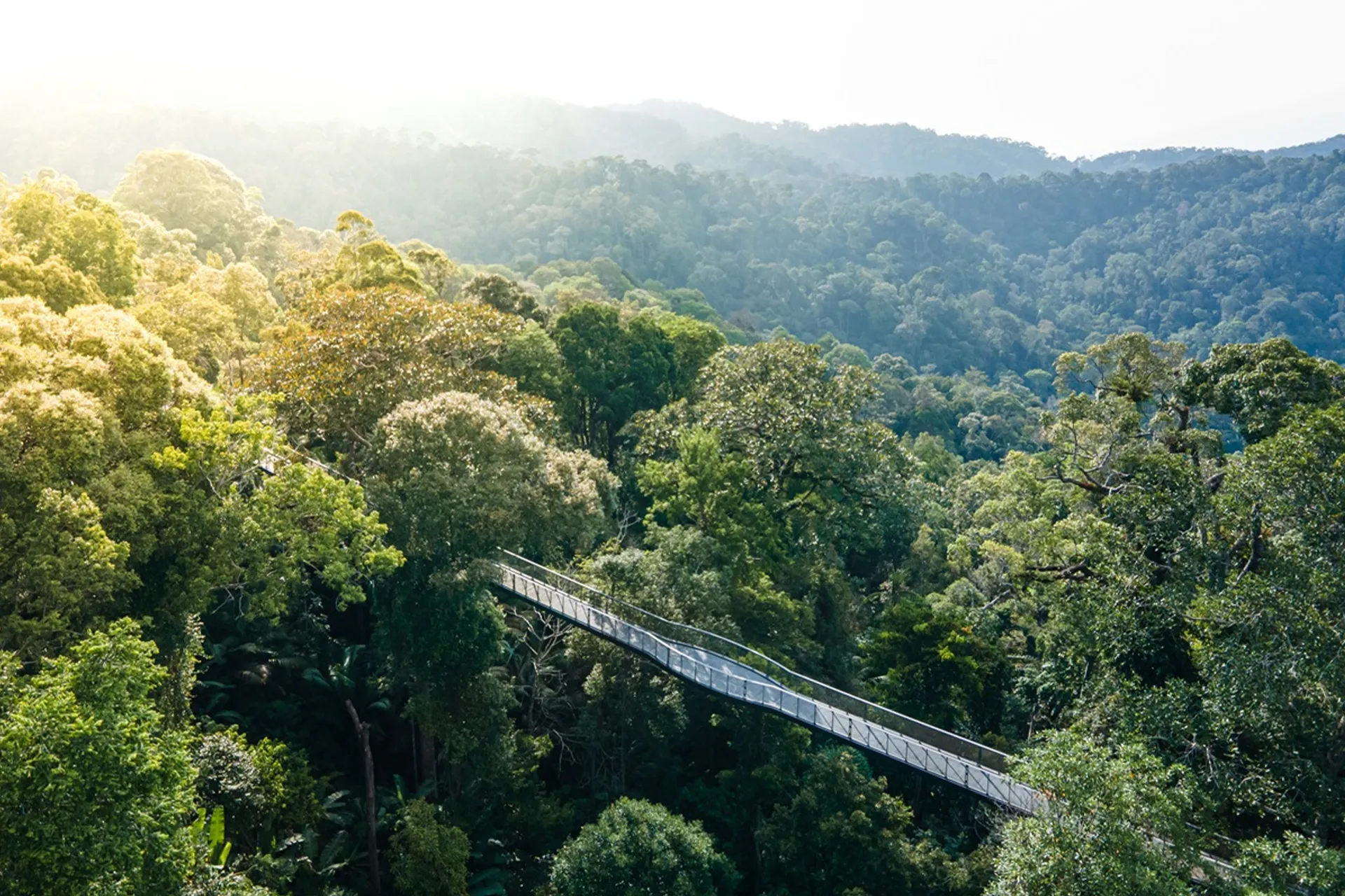The canopy walk in Penang Hill