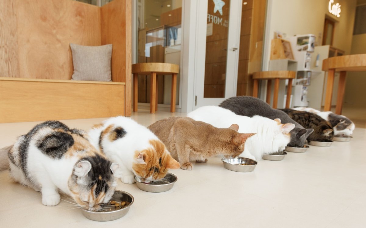 Cat Cafe MOFF