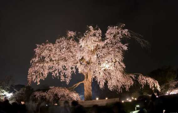 일본 벚꽃 마루야마