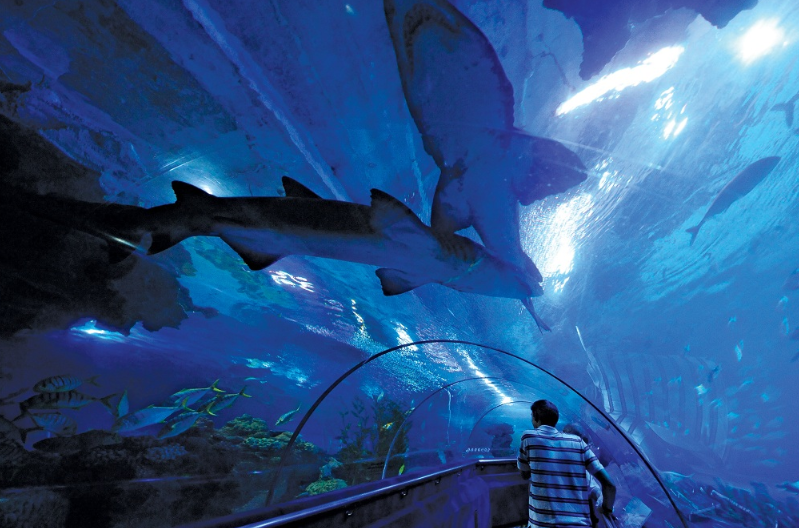 吉隆坡景點 #3|吉隆坡城中城水族館