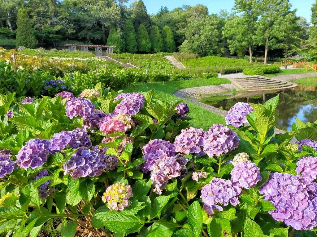日本繡球花名所 #1 北海道 市民之森