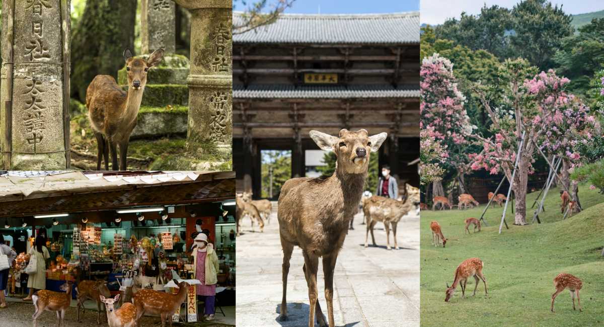 Nara Park