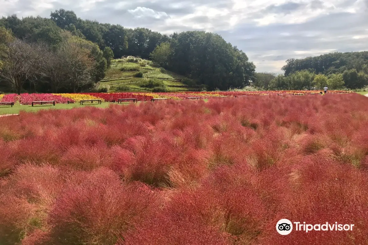 東京銀杏, 東京銀杏好去處, 國營武藏丘陵森林公園
