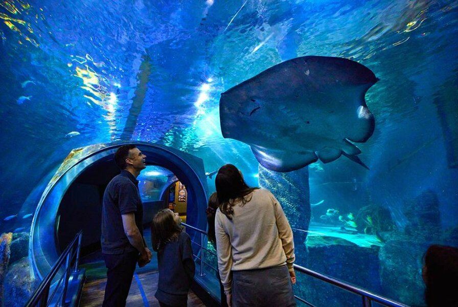 What animals are at SEA LIFE Melbourne Aquarium?