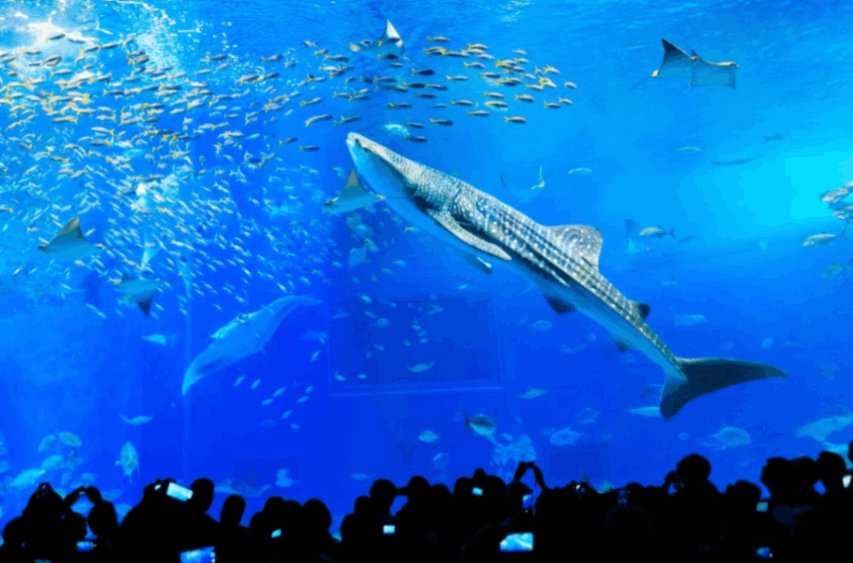 츄라우미 수족관