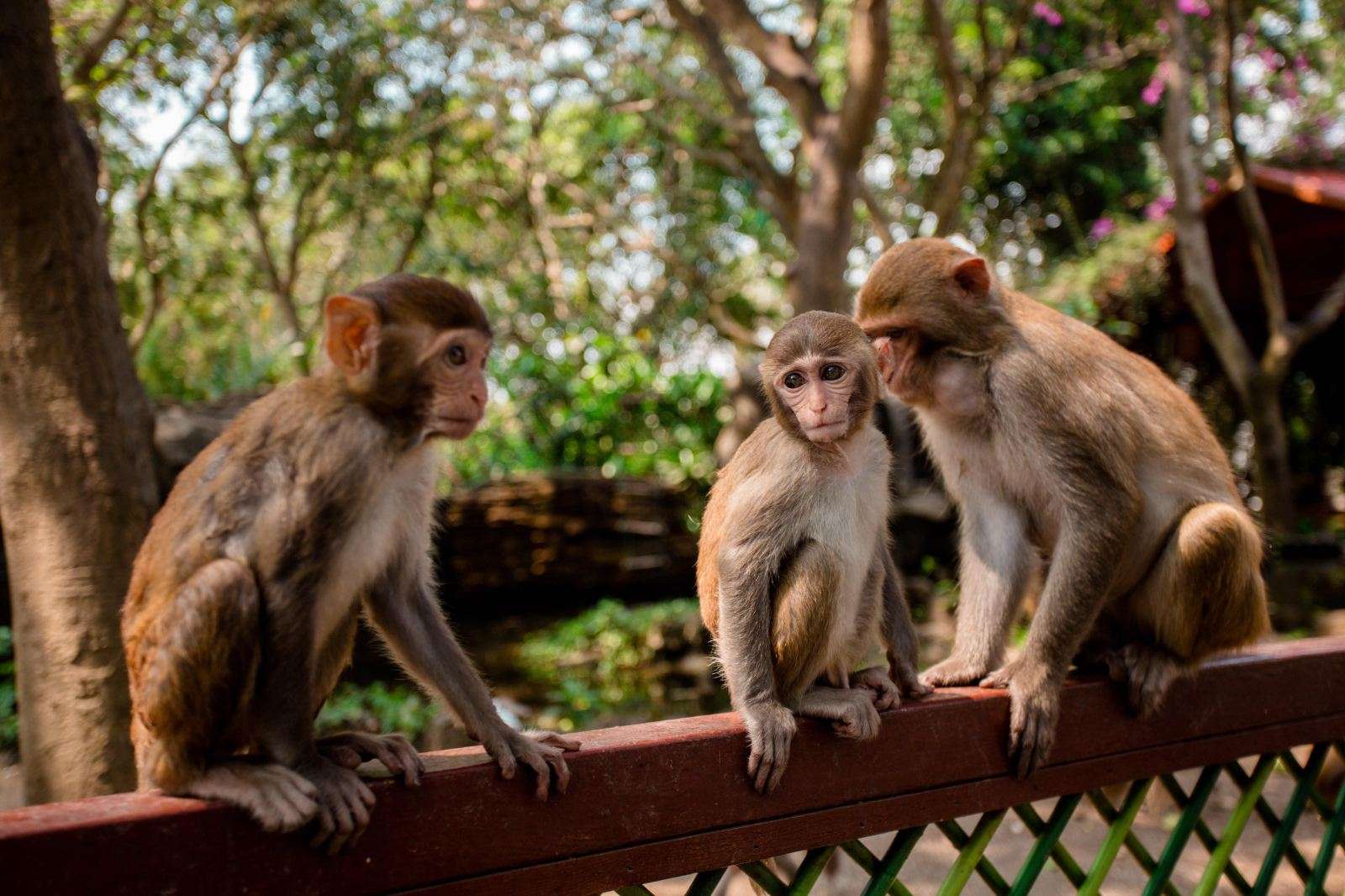 Как попасть на Остров обезьян в Санье