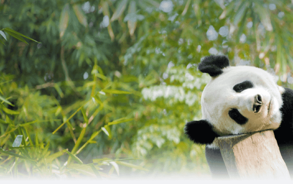 Trains Baoding – Chengdu Sud à partir de 43,10 SGD