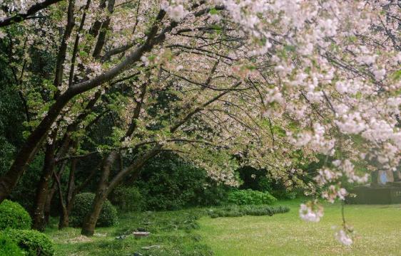 ชมดอกซากุระแนะนำในซัตเตะ ปี 2569 (อัปเดตเดือนมีนาคม)