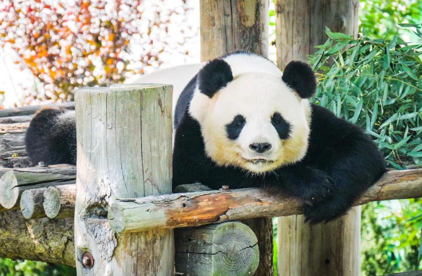 Giant Panda Viewing