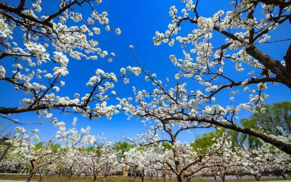 2026 Recommended Flower viewing in West Java (Updated March)