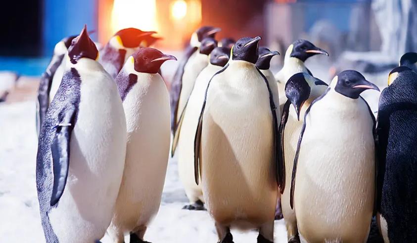 2025 Recommended Penguin Watching in Harbin Polarpark (Updated June)