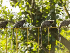 Zoológico de Londres